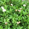 Lippia Nudiflora - La barquette de 6 plants