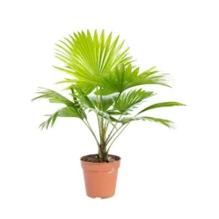 Livistona Rotundifolia pot Ø14xH40 cm