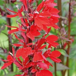 Lobellia cardinale godet 9x9 cm