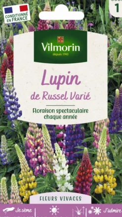 Lupin de Russel Varié Vilmorin - graines à semer