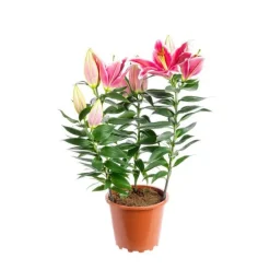 Lys After Eight 4 PP pot Ø19xH70 cm