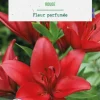 Lys coloris rouge botanic® - 1 bulbe