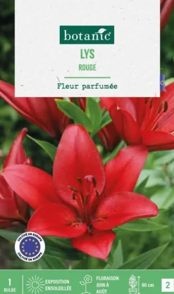 Lys coloris rouge botanic® - 1 bulbe