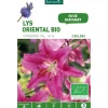 Lys Oriental Canberra bio rose botanic® - 2 bulbes