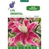 Lys Oriental Double Sweet Rosy rose botanic® - 1 bulbe