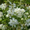 Magnolia Caduc Stellata blanc. Le pot de 15 litres