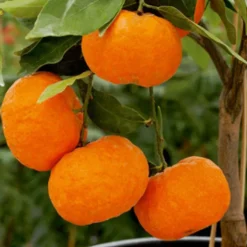 Mandarinier Bio. Le pot de 3 litres