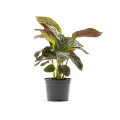 Maranta Amabilis multicolore. Le pot Ø 10,5 cm