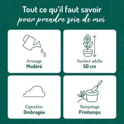 Maranta Amabilis pot Ø15xH35 cm