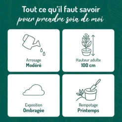 Maranta Leuconeura vert en pot blanc émaillé botanic®. Le pot Ø 15 cm