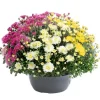 Marguerite d’automne ou chrysanthème Arlequin - La coupe de Ø 25 cm