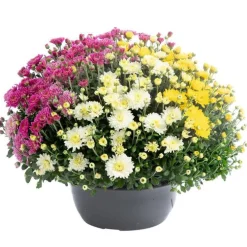 Marguerite d’automne ou chrysanthème Arlequin - La coupe de Ø 25 cm