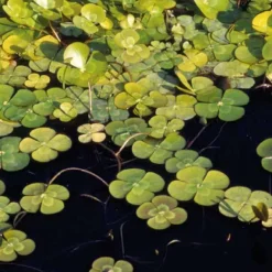 Marsilée à quatre feuilles godet 9x9 cm