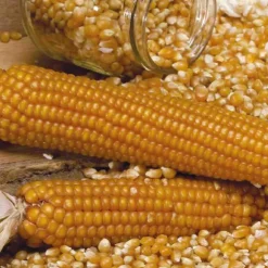 Maïs Doux Golden Bantam Bio. Le pot de 1 litre