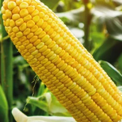 Maïs Doux Golden Bantam Bio. Le pot de 9x9 cm