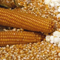 Maïs Pop Corn Robust Bio. Le pot de 1 litre