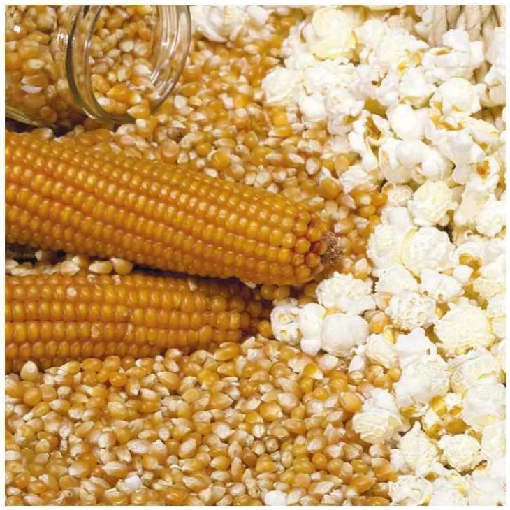 Maïs Pop Corn Robust Bio. Le pot de 1 litre