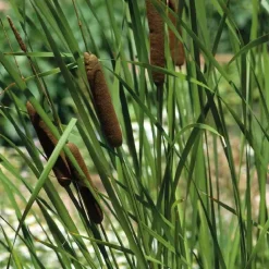 Massette à feuilles étroites godet 9x9x cm