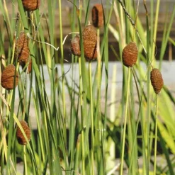 Massette de Laxmann godet 9x9 cm