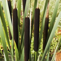 Massette pot de 3 litres