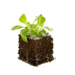 Mâche Bio. La motte de 4x4 cm