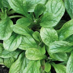 Mâche Gala Bio. La barquette de 12 plants