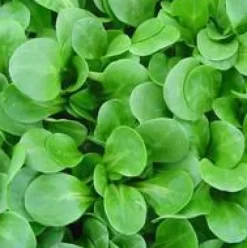 Mâche Gala Bio. La barquette de 12 plants