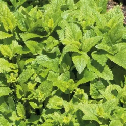 Melisse Citronnelle Bio. Le pot de 2,5 litres