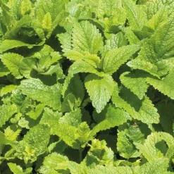 Melisse Citronnelle Bio. Le pot de 1 litre