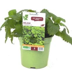Melisse Citronnelle Bio. Le pot de 1 litre