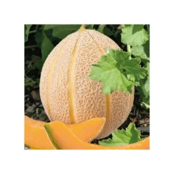 Melon Hales'S Best Jumbo Bio. La barquette de 3 plants