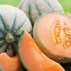 Melon Jenga Bio. Le pot de 10,5 cm