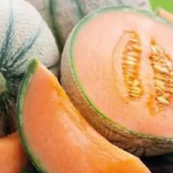 Melon Jenga Bio. Le pot de 10,5 cm