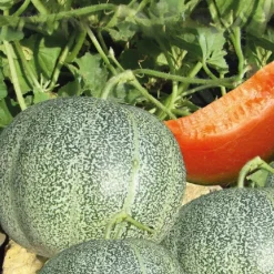 Melon Petit Gris De Rennes Bio. Le pot de 10,5 cm