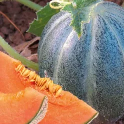 Melon Petit Gris De Rennes Bio. Le pot de 10,5 cm