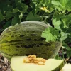 Melon Vert Espagnol Bio. Le pot de 10,5 cm