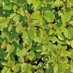 Menthe aquatique godet 9x9 cm