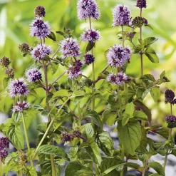 Menthe aquatique pot de 3 litres