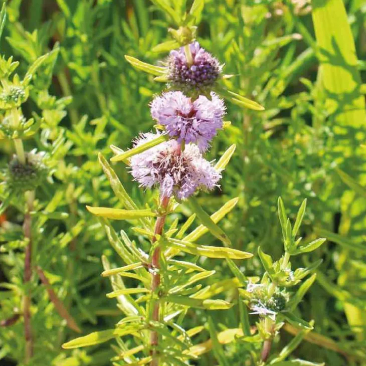 Menthe des cerfs godet 9x9 cm