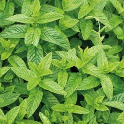 Menthe Marocaine Bio. Le pot de 2,5 litres