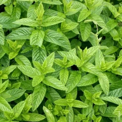 Menthe Marocaine Bio. Le pot de 4,6 litres