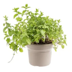 Menthe Marocaine Bio. Le pot de 4,6 litres