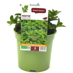 Menthe Marocaine Bio. Le pot de 1 litre