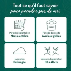 Menthe Marocaine Bio. Le pot de 1 litre