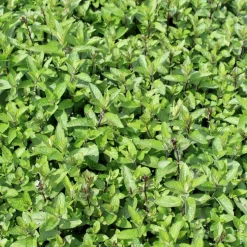 Menthe Mojito Bio. Le pot de 4,6 litres