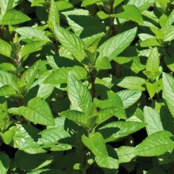 Menthe Poivree Bio. Le pot de 1 litre