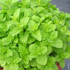 Menthe Verte Bio. Le pot de 4,6 litres