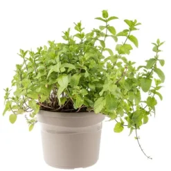 Menthe Verte Bio. Le pot de 4,6 litres