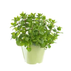 Menthe Verte Bio. Le pot de 2,5 litres