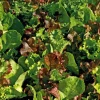 Mesclun Cretois Bio. La barquette de 12 plants